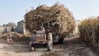 Sugar cane loaded trali