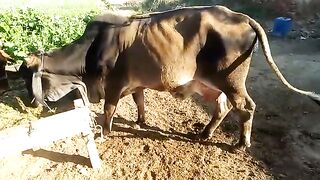 Cow for sale