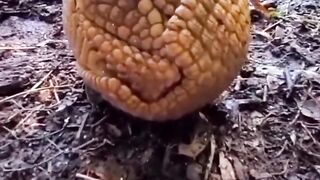 What is this