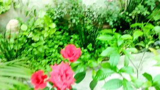 Eye catching beautiful floral garden#Natural beauty