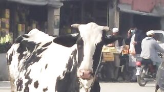 Cow on the road