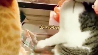 Funny cat and dog video