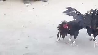 Pure mianwali aseel fight