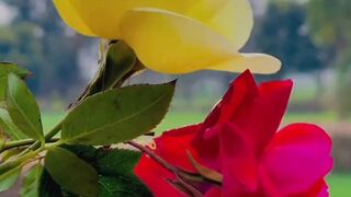 Flowers Status