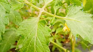 Tamato farming || vegetables farming  || grow vegetables