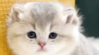 Cute Kitten Compilation