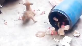 Dog with Monkey
