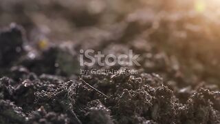 Seed Germination and Time Lapse With Lens Flare Macro .