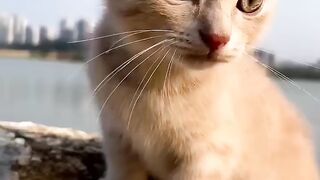 Cat ???? cat funny video ????????