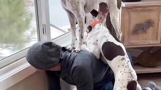 Dogs couple