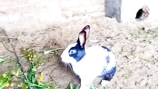rabit house