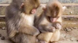 Little cute mounky