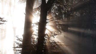 Tree with Landscaps and sunshine