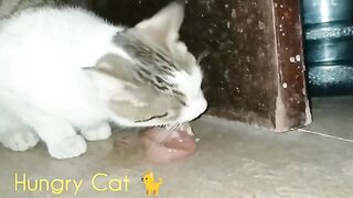Hungry Cat Enjoying The Meal