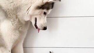 Beautiful dog and kitten