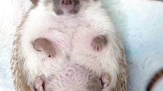 Cute animal
