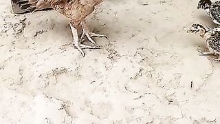 Aseel Hen With Her Chicks