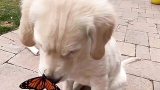 Beautiful dog @nd butterfly