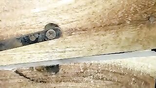 Lovebirds breeding progress 2022 2023