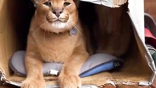 wild cat