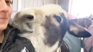 Woman kiss Donkey