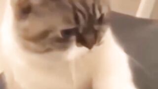 VERY FUNNY CAT SHORT VIDEO cat shorts