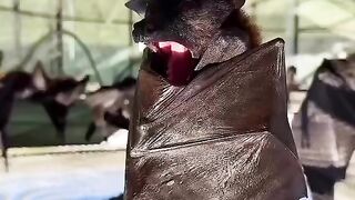 Big Bat