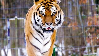 Beautiful Animal Tiger The king Of Jungle