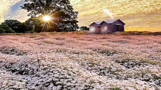 Beautiful view of nature 22