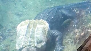 Hunting Crocodile