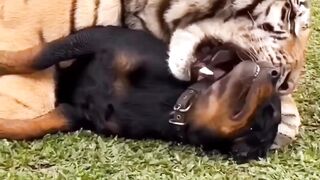 tiger playing dog