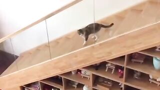 Funny cat