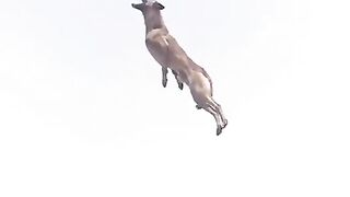 Dog amazing jumping || catching the Ball