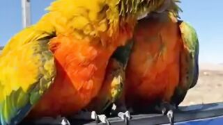 Parrot love videos