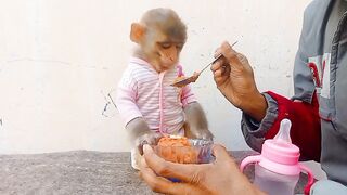 Baby Monkey Friendly Is Cute When Eating Carrots Halwa