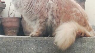 Cute cat
