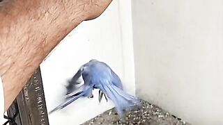 Birds video