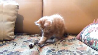 Cute Cat ????