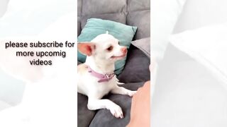 Funny dogs and cats