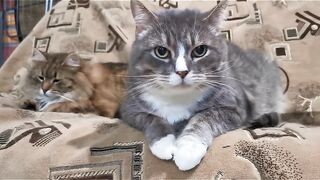 cute cats