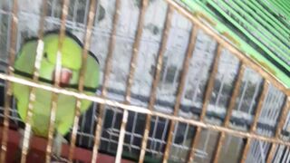 Parrot talking parrot