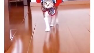 Funny cats video