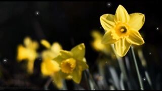 Beautiful Relaxing Music ???? Soothing Relaxation