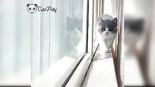 Funny cat | cute cat moment| cats playing
