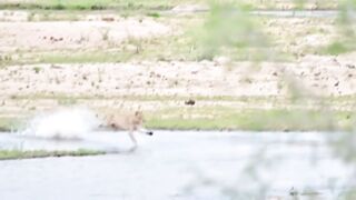 TOP Most Powerful Big Cats on Earth Attacks Compilation-