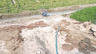 Onion Farming first water gilding on time