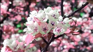 قرآن مجید کی تلاوت/Recitation of the Holy Quran
