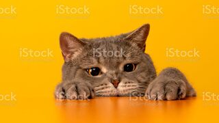 Funny cats| cutie pie little cats love them