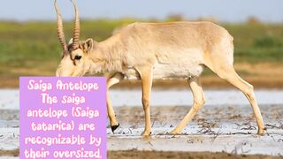 Top 10 mythical creatures of the world.