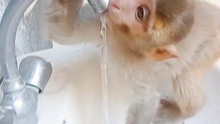 Baby Monkey Friendly Drinking Water